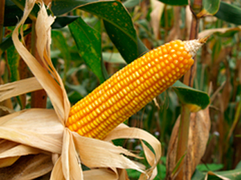 genes-maíz