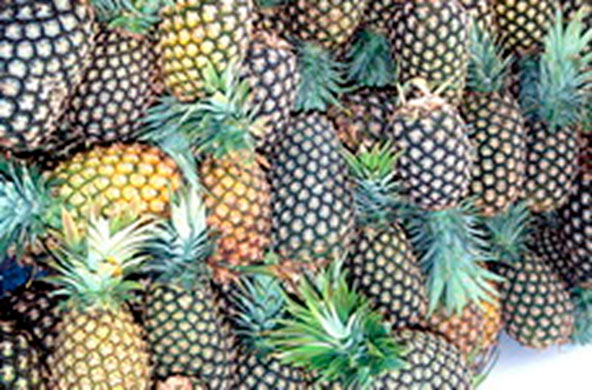 El genoma de la piña da pistas de la fotosíntesis en plantas tolerantes ...
