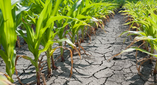 maíz tolerante a sequía