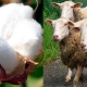 algodon-ovejas