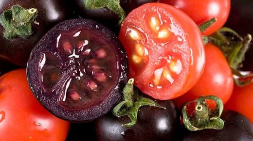 tomates-transgenicos