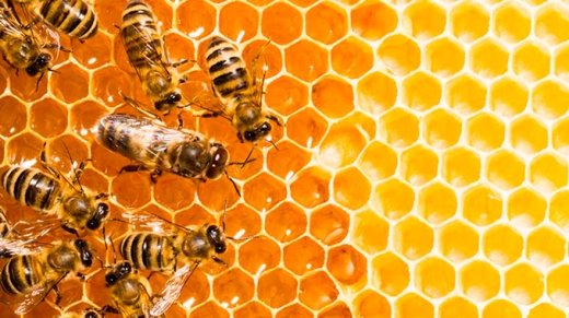 son-realmente-peligrosos-los-cultivos-transgenicos-para-las-abejas