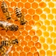 son-realmente-peligrosos-los-cultivos-transgenicos-para-las-abejas