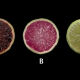 citricos-geneticamente-modificados