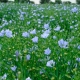 desarrollan-lino-tolerante-a-herbicida