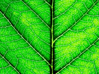 fotosintesis-de-las-plantas