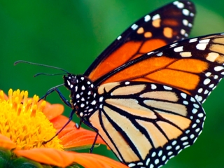 los-cultivos-transgenicos-no-estan-reduciendo-la-poblacion-de-mariposas-monarca