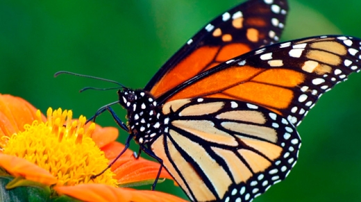 los-cultivos-transgenicos-no-estan-reduciendo-la-poblacion-de-mariposas-monarca