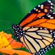 los-cultivos-transgenicos-no-estan-reduciendo-la-poblacion-de-mariposas-monarca