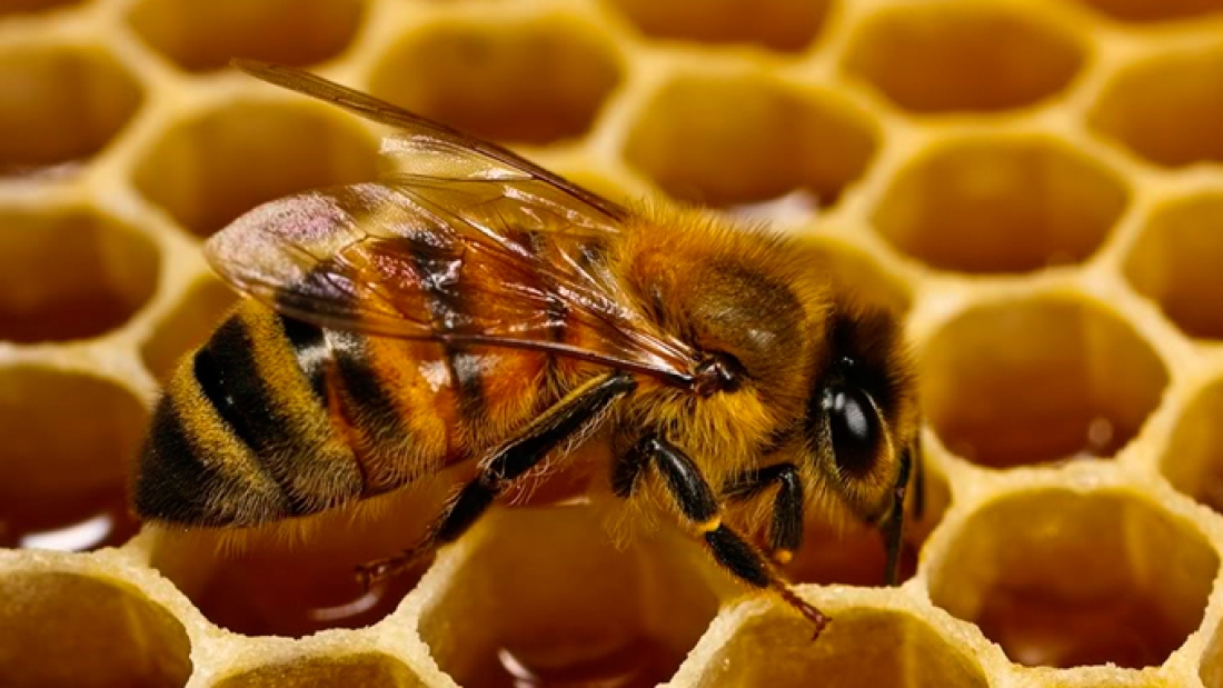 cultivos-transgenicos-Bt-no-dañan-a-las-abejas