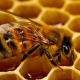 cultivos-transgenicos-Bt-no-dañan-a-las-abejas