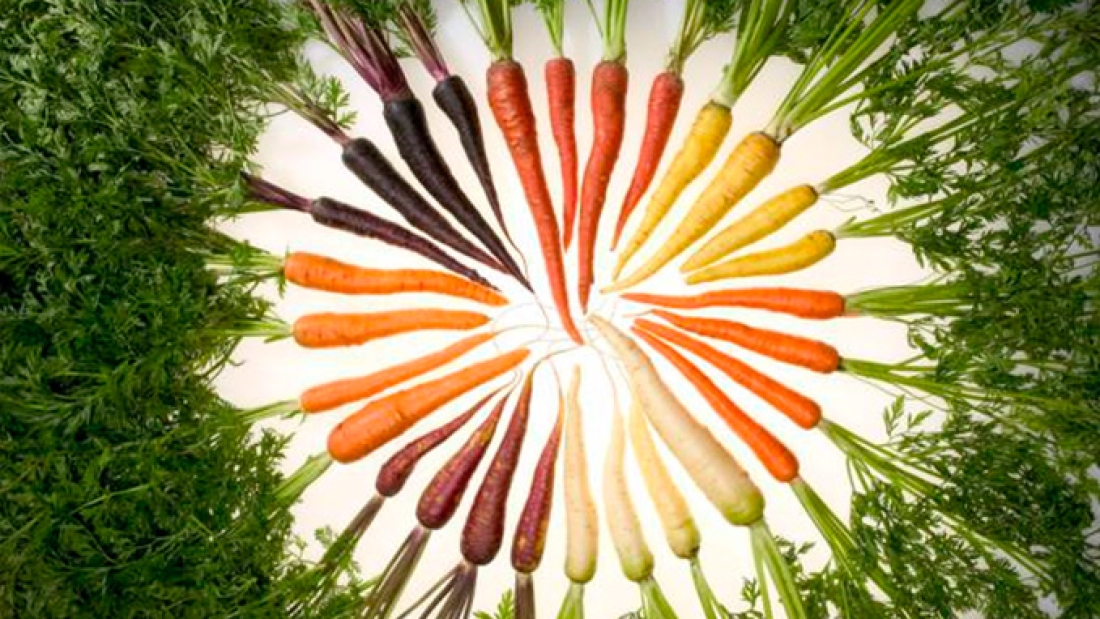 descifran-el-genoma-de-zanahoria
