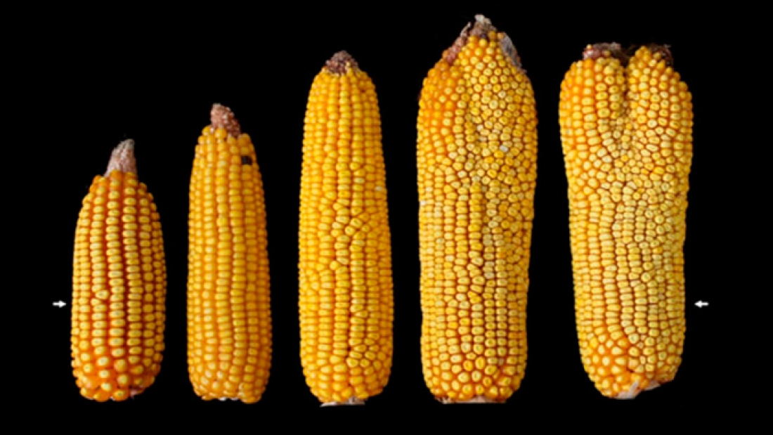 nuevo-hallazgo-permitira-aumentar-el-rendimiento-del-maiz-y-cultivos-basicos
