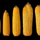nuevo-hallazgo-permitira-aumentar-el-rendimiento-del-maiz-y-cultivos-basicos