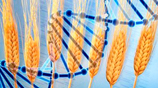 Consorcio-que-secuencio-el-genoma-del-trigo-libera-informacion-a-la-comunidad-cientifica