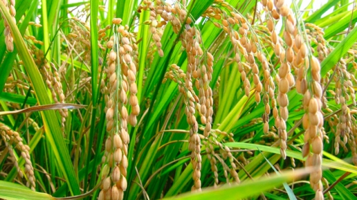Desarrollan-arroz-geneticamente-modificado-con-anticuerpos-contra-el-VIH