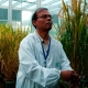 Mas-de-100-Premios-Nobel-llaman-a-Greenpeace-a-terminar-su-oposicion-a-los-transgenicos-y-al-arroz-dorado