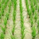 cientificos-descubren-proteina-que-aumenta-el-rendimiento-del-arroz-en-un-50
