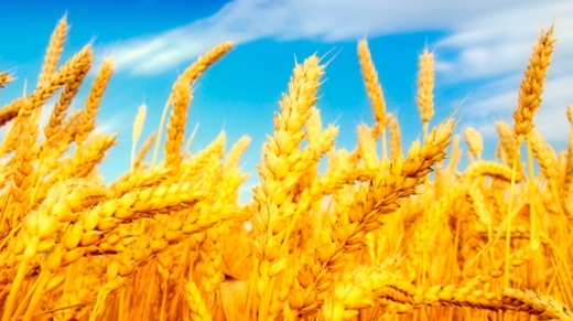 desarrollan-trigo-dorado-biofortificado-en-betacaroteno