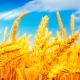 desarrollan-trigo-dorado-biofortificado-en-betacaroteno