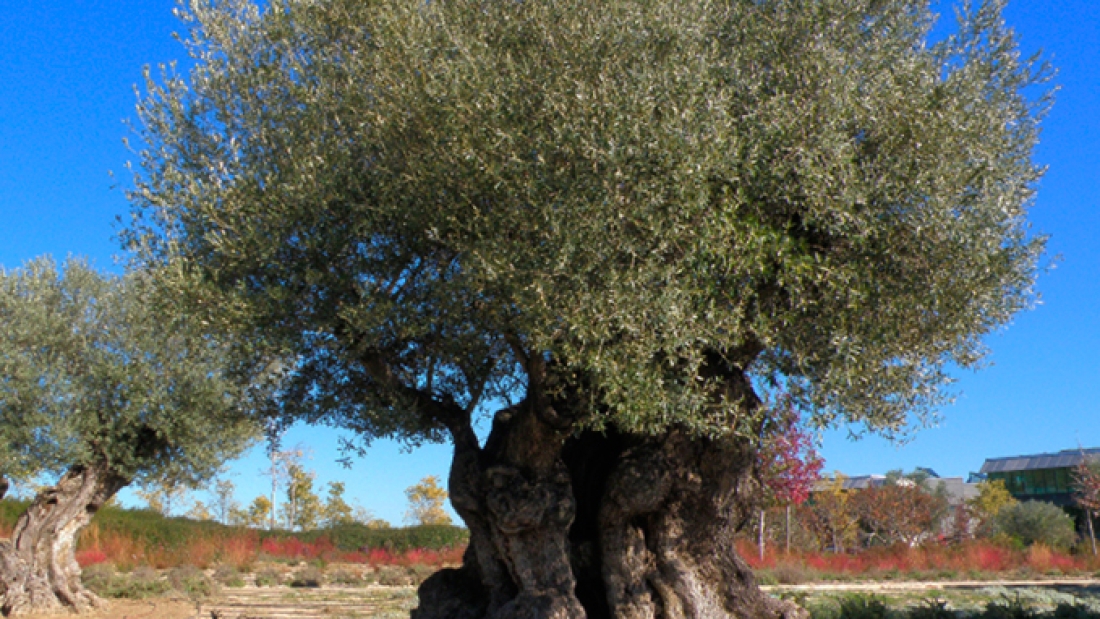 Cientificos-españoles-decodifican-el-genoma-del-olivo