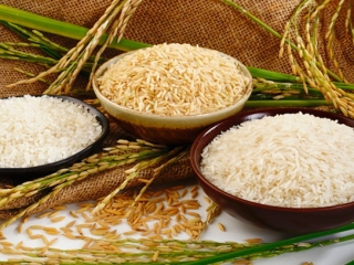 Desarrollan-arroz-transgenico-biofortificado-en-aminoacidos-esenciales