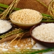 Desarrollan-arroz-transgenico-biofortificado-en-aminoacidos-esenciales