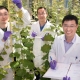 Generan-arboles-modificados-que-facilitan-obtencion-de-biocombustibles