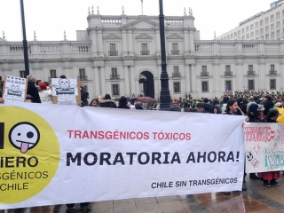 transgenicos toxicos