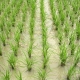 arroz nitrogeno