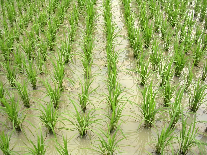 arroz nitrogeno