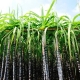 con-edicion-genica-desarrollan-cana-de-azucar-para-mejor-produccion-de-biocombustible
