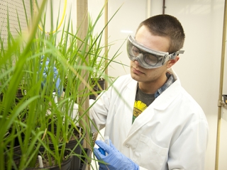 Angelia seyffeth graduate students rice research study green house shoot for udaily at canr