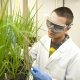 Angelia seyffeth graduate students rice research study green house shoot for udaily at canr