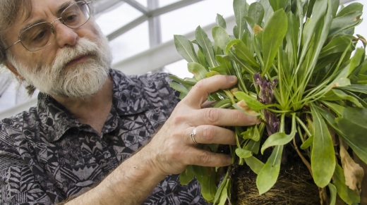 Claude dePamphilis, Professor of Biology in Penn State's Eberly College of Science, displays a broomrape, a parasitic plant growing from grindella, in the greenhouse adjacent to Buckhout Laboratory.