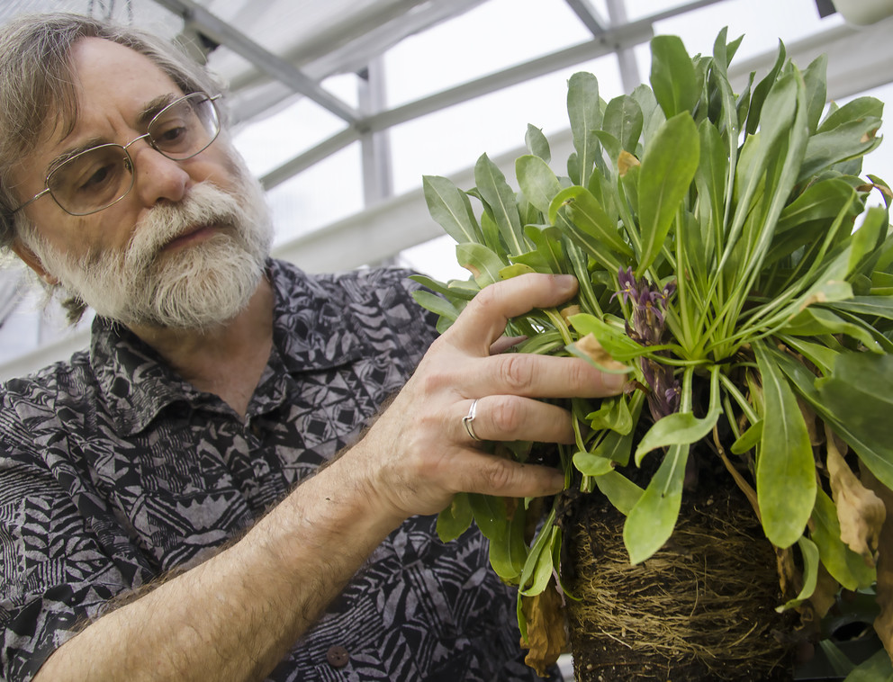 Claude dePamphilis, Professor of Biology in Penn State's Eberly College of Science, displays a broomrape, a parasitic plant growing from grindella, in the greenhouse adjacent to Buckhout Laboratory.