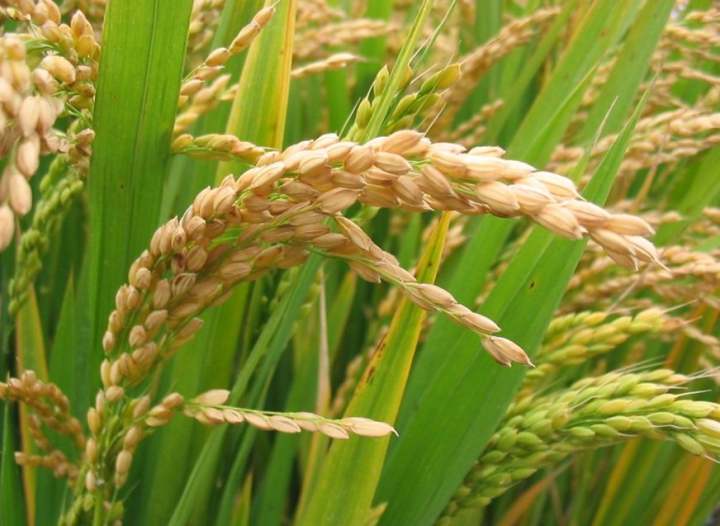 La sobreexpresi�n de un gen mejora el rendimiento y la calidad de los  granos del arroz � ChileBIO