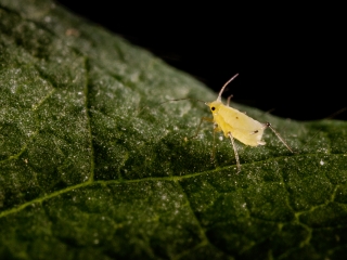 Close-up of soybean aphid (Aphis glycines) on soybean plant.