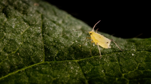 Close-up of soybean aphid (Aphis glycines) on soybean plant.