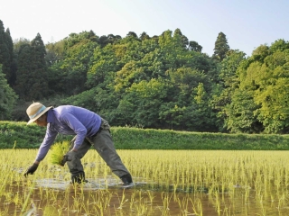 TO GO WITH AFP STORY "Japan-aviation-soc...TO GO WITH AFP STORY "Japan-aviation-society-history" by Hiroshi Hiyama A jet plane flies over a farmer at a rice paddy near the Narita International Airport upcoming 30th anniversary of its opening in Narita on May 15, 2008. Japanese farmer Akihiro Kiuchi has to raise his voice every few minutes to make himself heard to visitors as jumbo jets roar overhead, but still he won't leave his rice paddies. Thirty years after it opened, Tokyo's main international airport has still been unable to complete its initial construction design due to local opposition, with some landowners refusing to give up their plots.  AFP PHOTO/Kazuhiro NOGI (Photo credit should read KAZUHIRO NOGI/AFP/Getty Images)