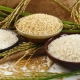 cientificos desarrollan arroz biotecnologico