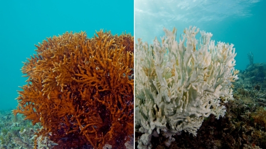 corales gm