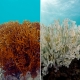 corales gm