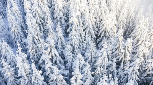 pine-trees-under-the-snow-picjumbo-com