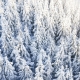pine-trees-under-the-snow-picjumbo-com