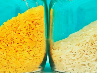 arroz-dorado