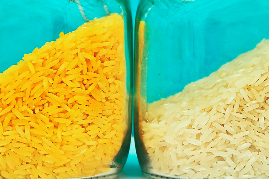 Resultado de imagen de arroz dorado