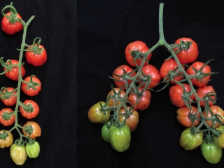 tomates2