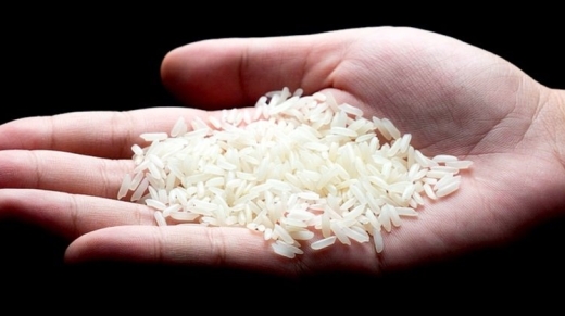 HIV-prevention-transgenic-rice