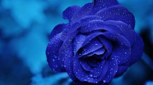 bluer rose